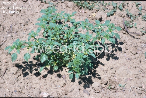 groundcherry, tomatillo